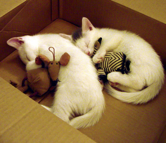 开云体育入口-东方洪流对上绿色巨塔，霍勒迪如何成为凯尔特人防线中枢神经