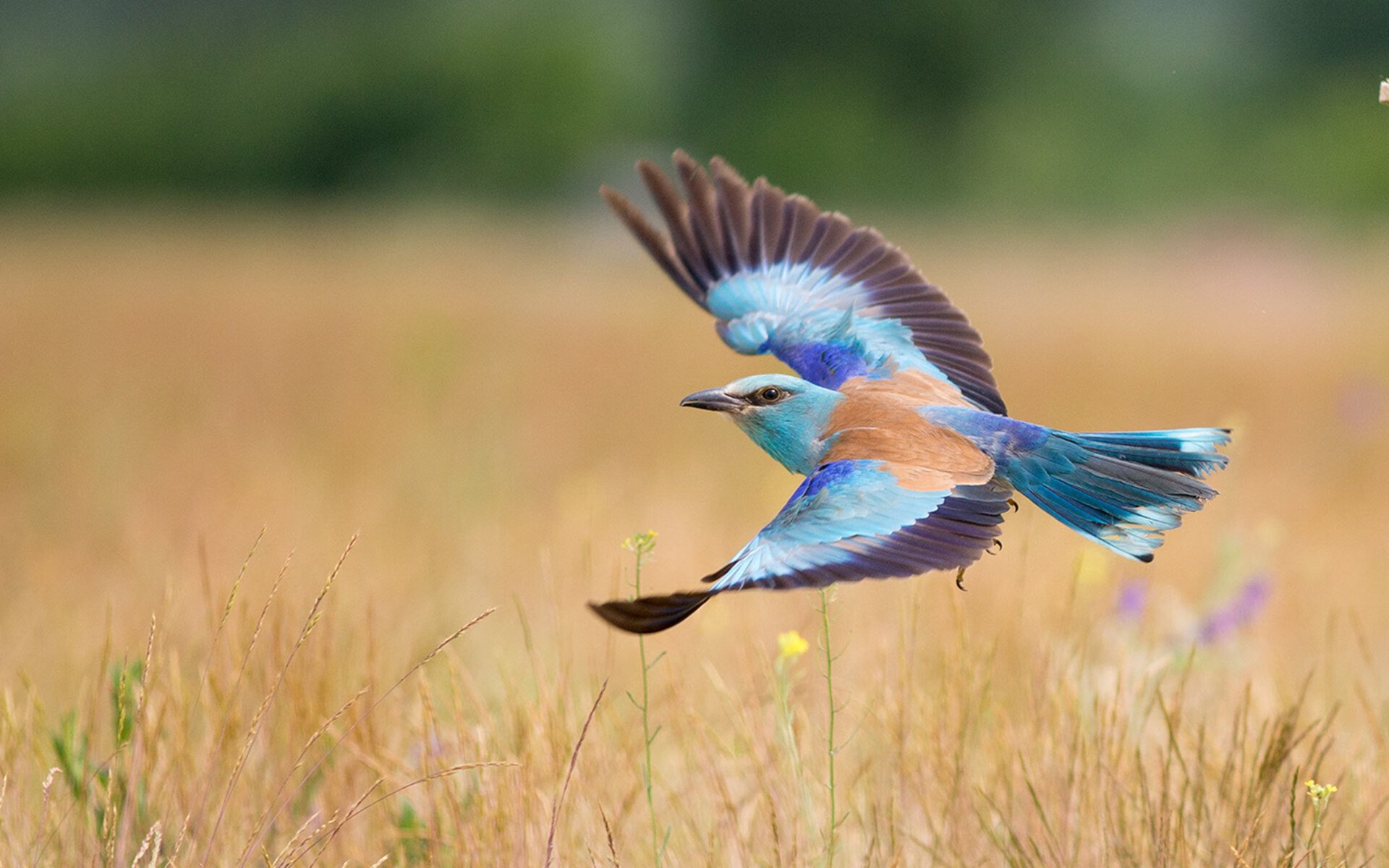 开云体育app-南美狂想曲，秘鲁的战术钢印与穆勒的独立宣言