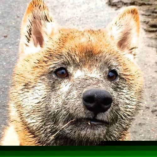 引擎与荣耀，当字母哥燃起烈焰，辽宁队碾过活塞轰鸣向前