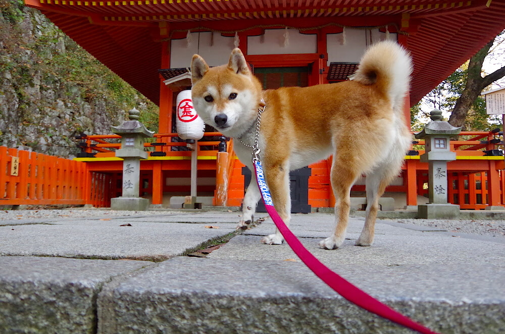 开云体育-赛果已定，评分拉满！当詹姆斯的满分答卷撞上绿军的钢铁洪流