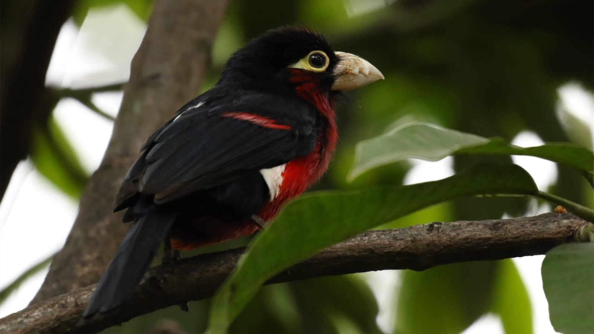 关键先生降临!戈麦斯独造三球导演逆转,贝蒂斯客场轻取拉齐奥