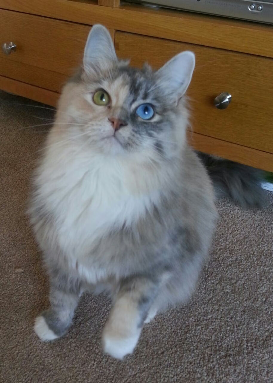 宿敌的新篇章,克莱·汤普森如何用三记封喉三分重写玫瑰花园的传奇