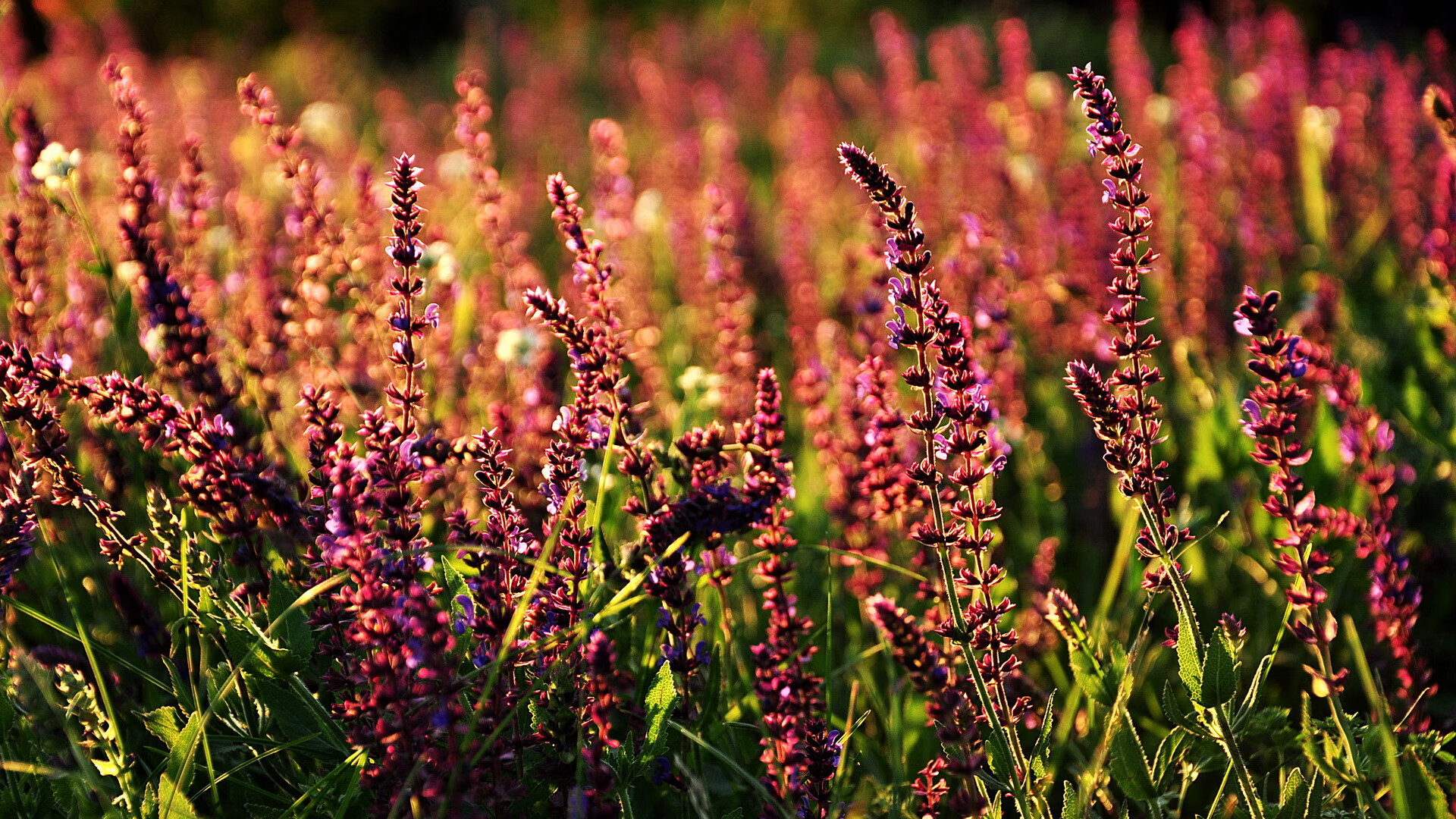 开云体育2026-非典型战争，步行者与鹈鹕的世界排名争夺战，一场比赛改写两种命运