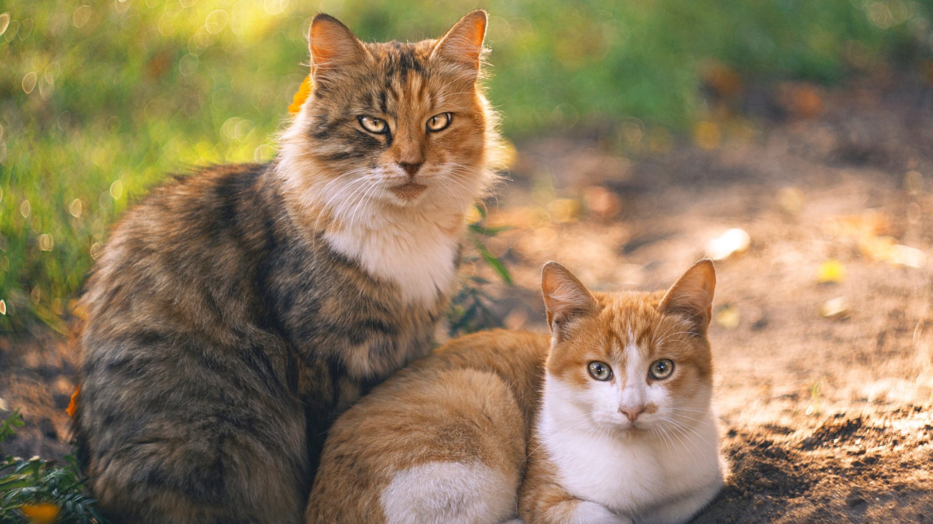开云体育-平行宇宙的惊雷，当东决关键战遇见皇家社会踏平皇马