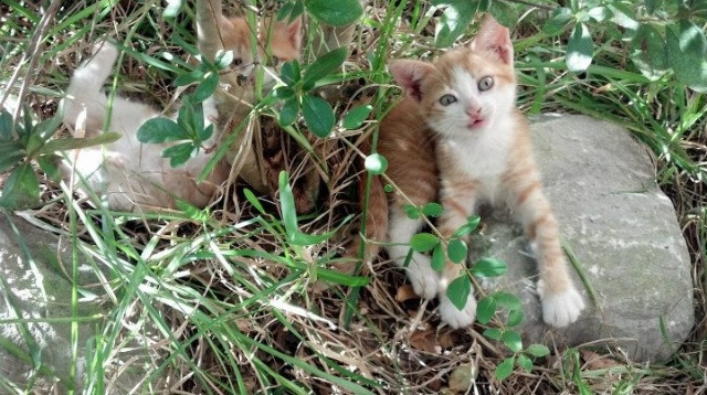 速度与智慧,解密掘金如何以乔治为轴心,用攻防转换速胜爵士