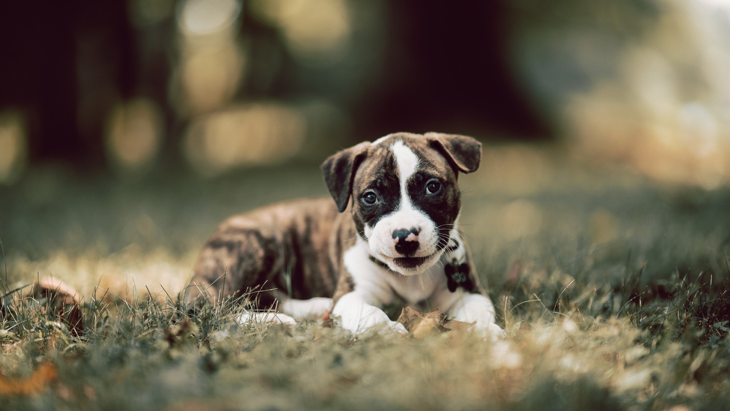 西决生死战，76人血拼开拓者，谁将笑到最后？