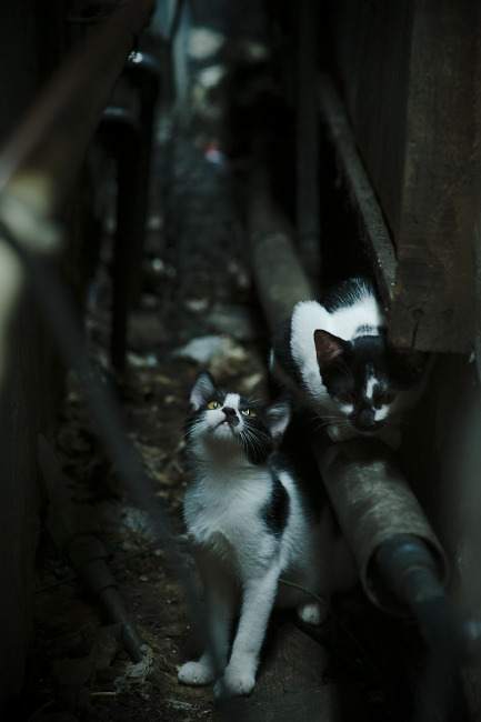 冰与火的棋局，范戴克黄昏之光映照哥斯达黎加铁血黎明