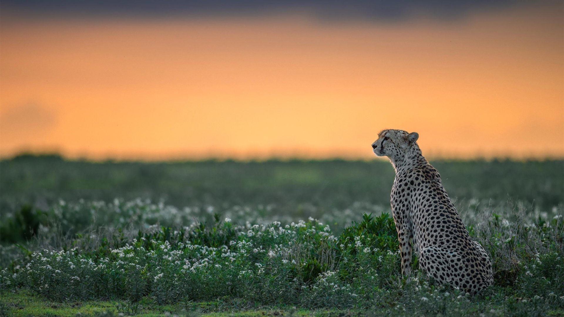 绿茵场的叹息与罗兰加洛斯的雷鸣，当阿根廷遭遇冰岛时，阿拉巴的关键战从不手软