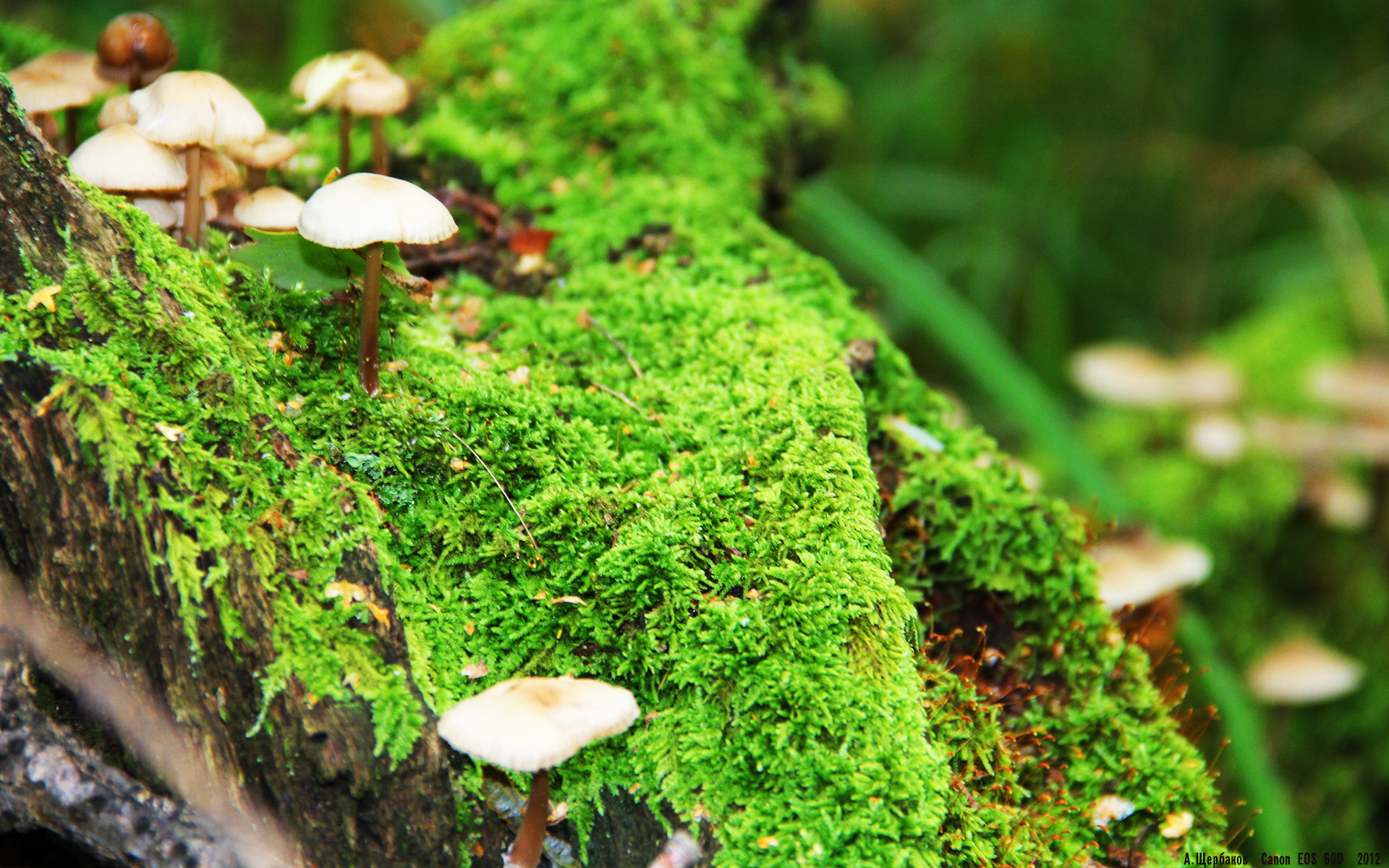 开云体育在线-巨星对决与团队熔炉，浓眉闪耀东决，独行侠以团结之火击退步行者