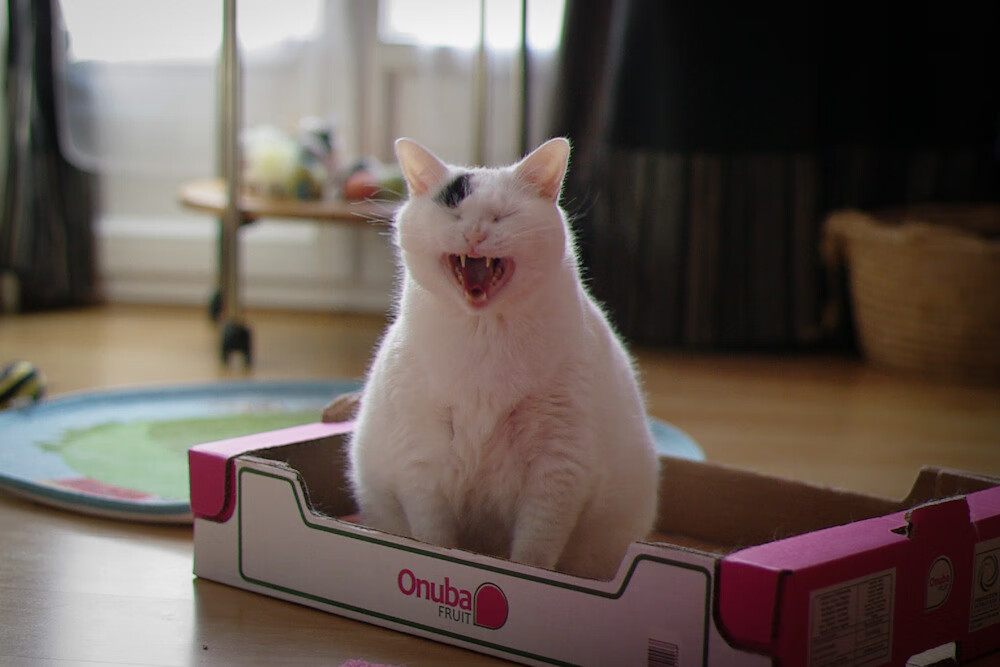 当武士刀划过伊比利亚，三笘薰用冠军级表现完成血拼葡萄牙的艺术鉴赏