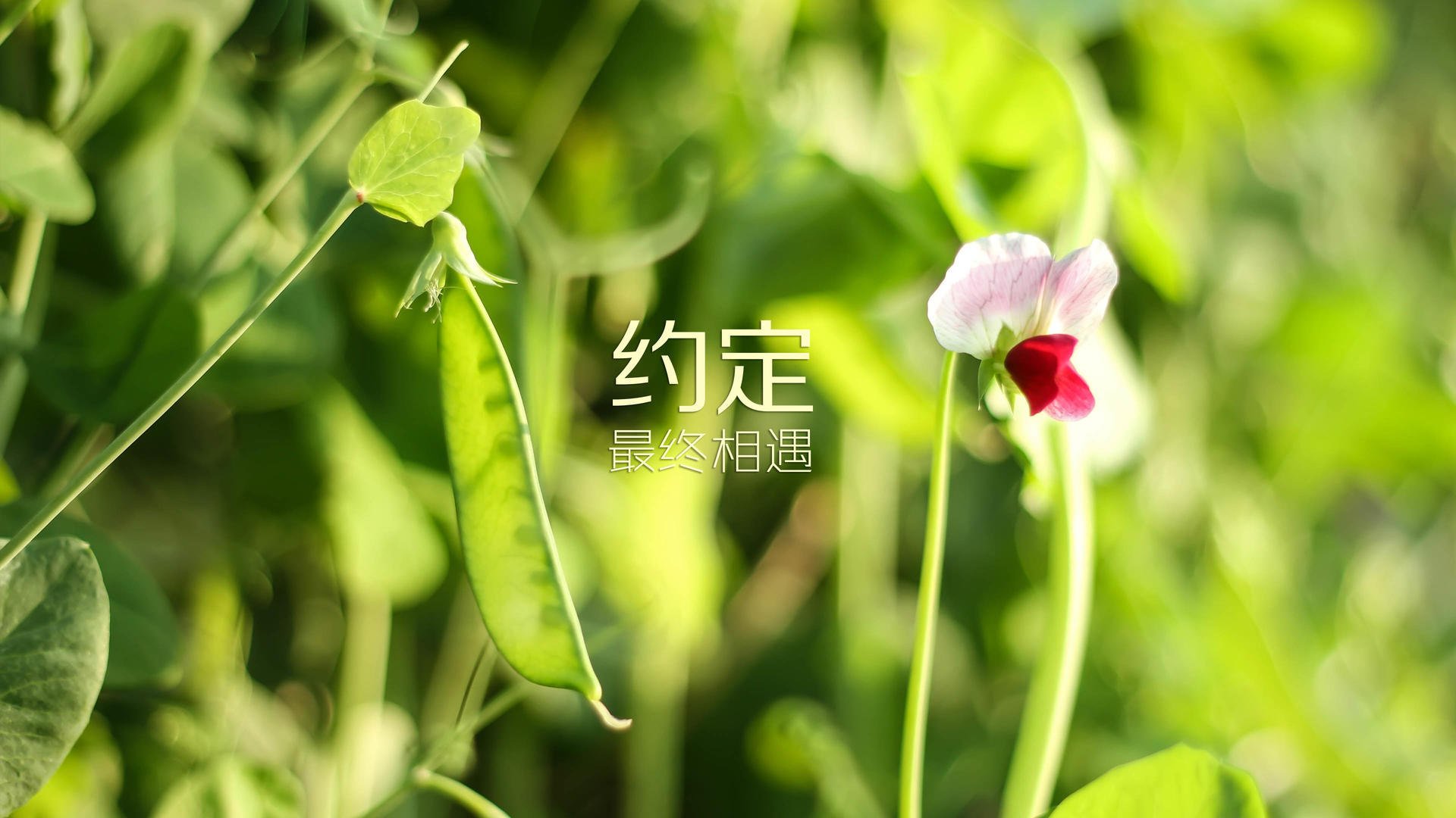 大漠孤烟与玫瑰风暴，2026世界杯，齐耶赫的魔幻弯刀刺穿巴尔干铁幕