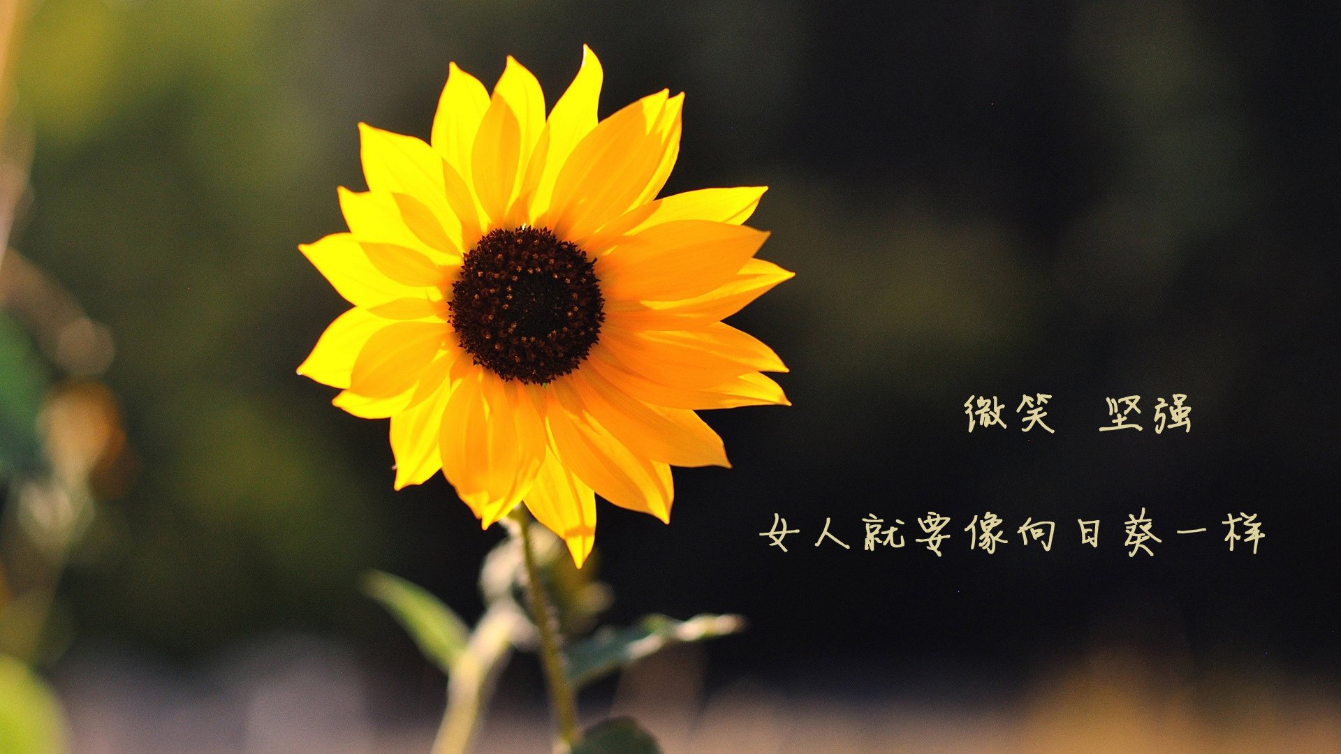 开云体育中国-冰与火之歌，曼谷的闪电与安联的战术板—2026世界杯B组，一场唯一性的奇袭之战